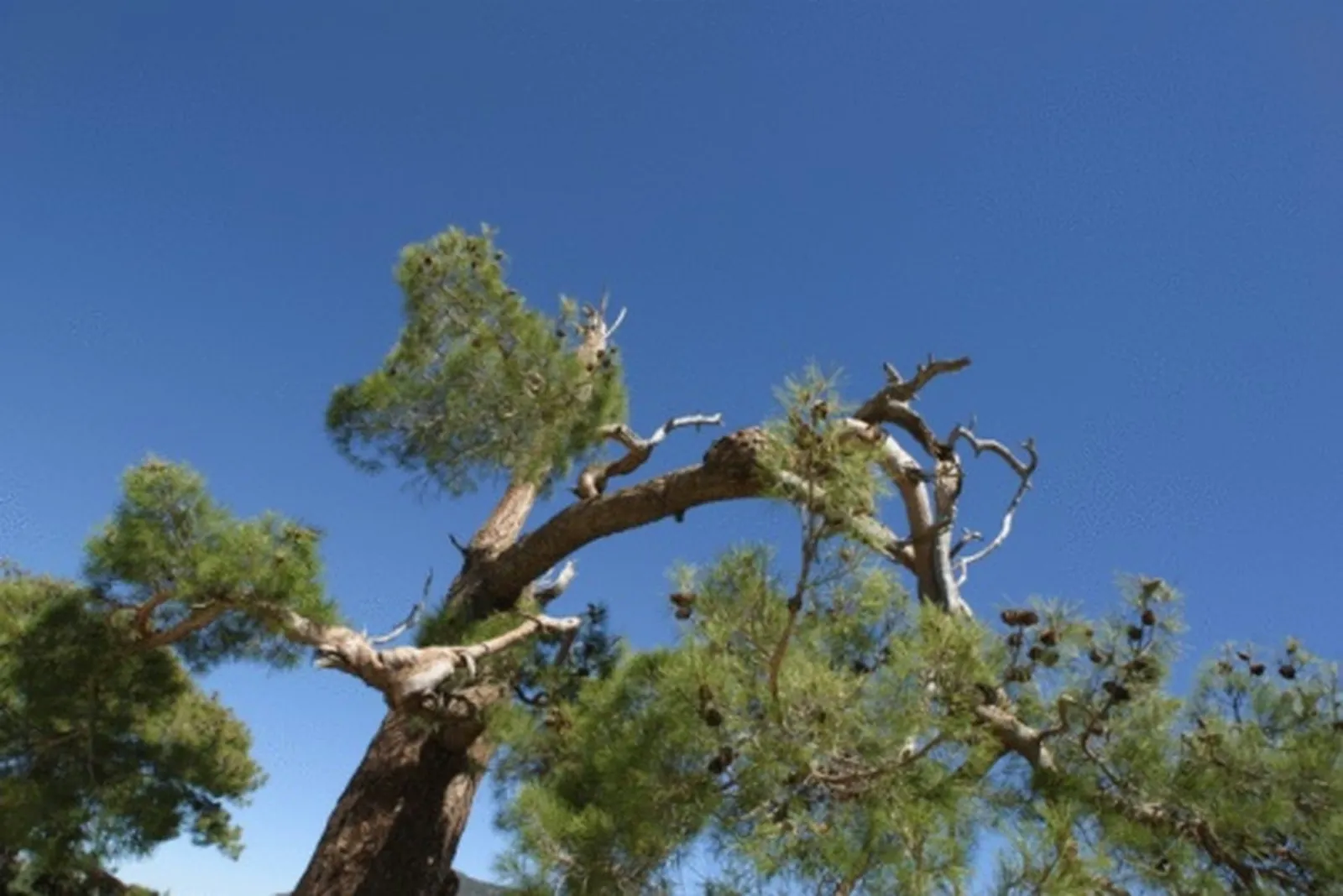 Using Gorilla Glue to Mend a Damaged Tree Limb