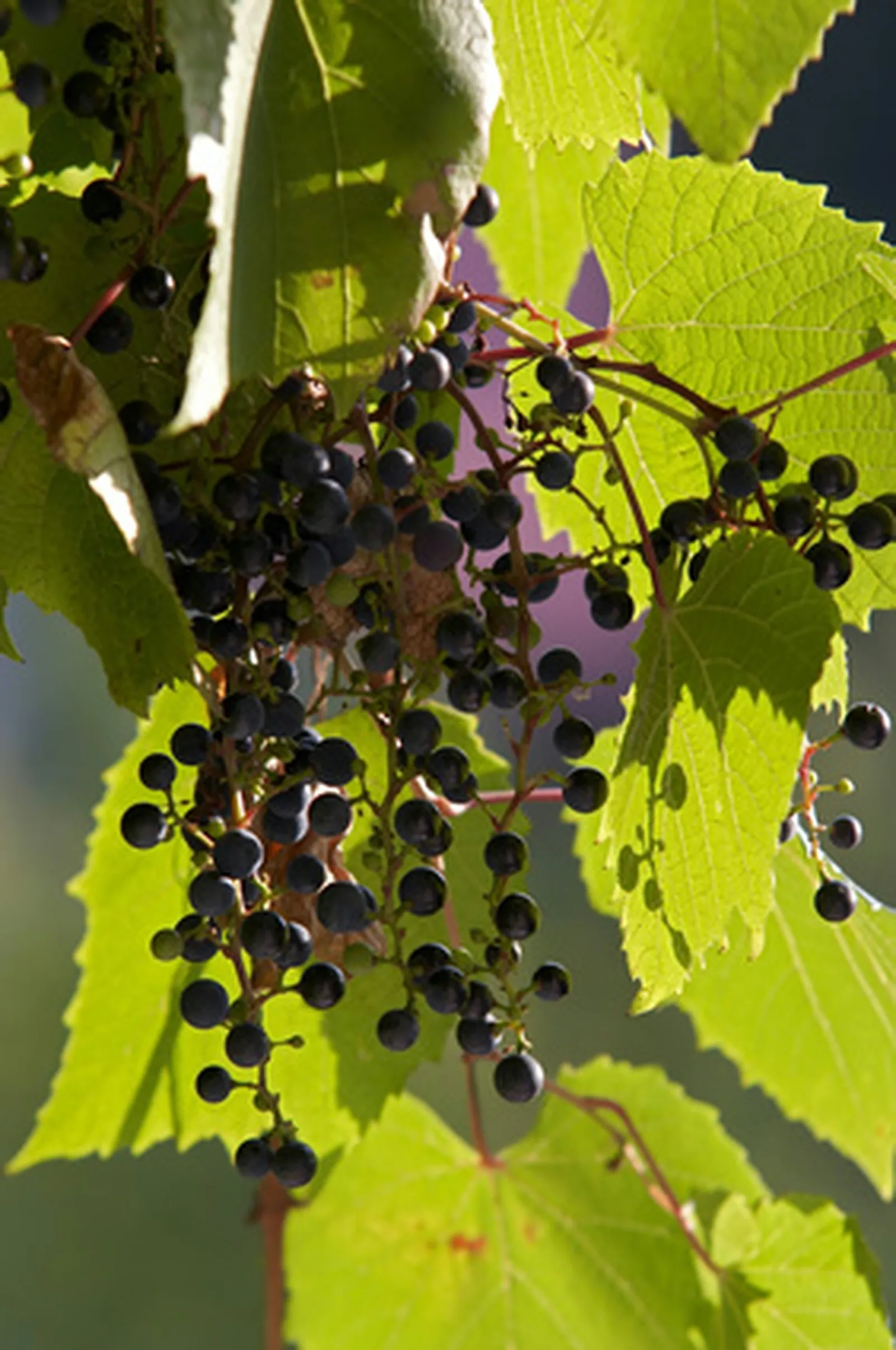 Grapevine Planting Distances: How Much Room Do Vines Really Need?